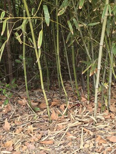竹林中新生的细长竹笋