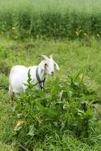 白色山羊 绿植