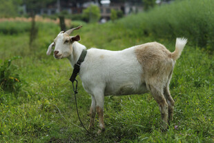 田园 山羊