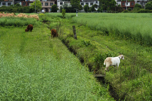  田园 白山羊 