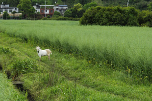  草地 山羊  
