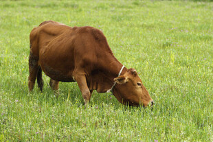 牛吃草  