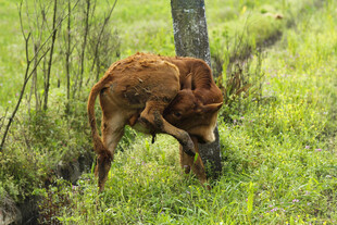小牛 挠痒
