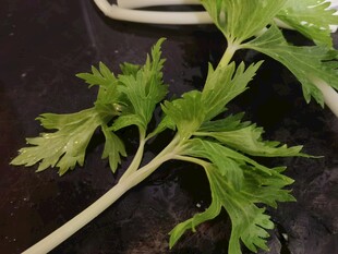 新鲜芹菜叶特写