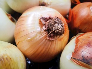 新鲜洋葱