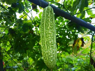 藤蔓上的翠绿苦瓜