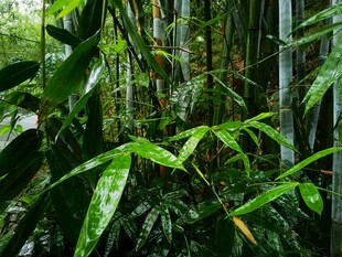 翠绿竹林中的清新植物景观