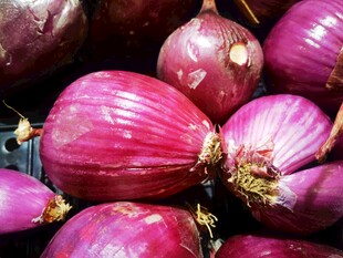 新鲜紫皮洋葱