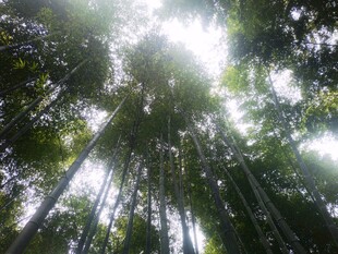阳光洒落的茂密竹林