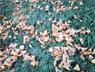 绿色地面上的散落枯叶