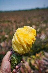 手持新鲜去皮黄菠萝