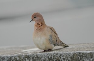 石台上的单只鸽子
