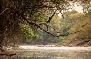 林间河畔