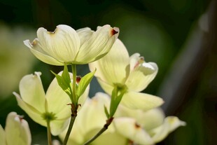 淡黄花朵绽放枝头