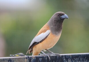 栖息于栏杆上的多彩小鸟