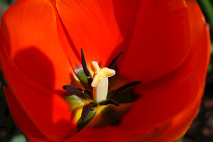 娇艳红色郁金香花蕊
