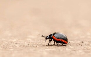 红黑甲虫特写