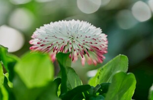 白色带粉花朵特写