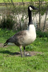 草地上的加拿大黑雁