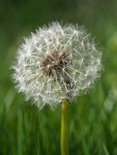 蒲公英特写