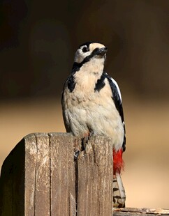 站在木桩上的啄木鸟