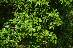翠绿繁茂的树叶景观