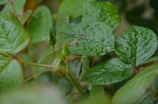 绿叶丛中的清新植物景象