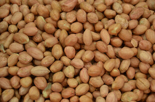 饱满花生粒特写