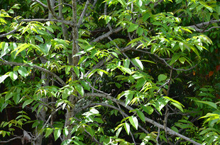 翠绿繁茂的树叶景观