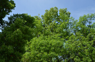 蓝天映衬下的葱郁绿树