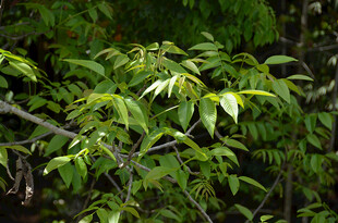 翠绿繁茂的枝叶景观