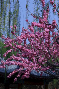 榆叶梅 