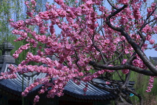 榆叶梅  
