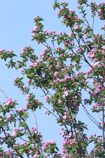 西府海棠花  