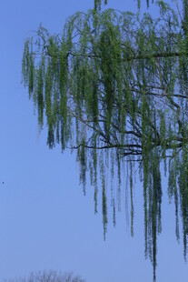 垂柳 