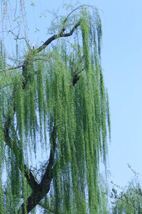 垂柳  