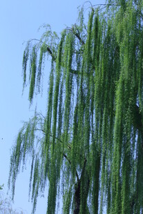 垂柳  