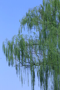 垂柳  