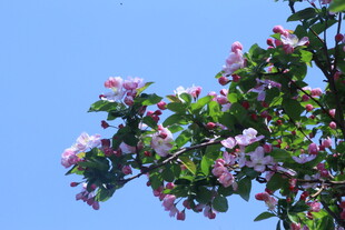 西府海棠花 