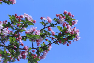 西府海棠花  