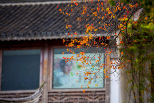 南京老门东徽派建筑乌桕树秋色