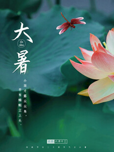 大暑海报 