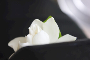 洁白茉莉花特写