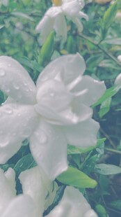 带露栀子花清新绽放