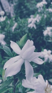 清新素雅的绽放白花朵