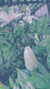 含苞待放的清新白色花朵