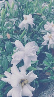 清新淡雅的白色花卉绽放