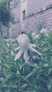 白色花朵绽放于绿叶间