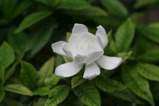 洁白栀子花绽放绿叶间