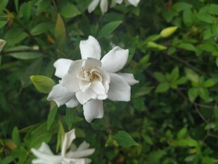 洁白栀子花绽放绿叶间